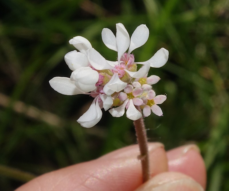 Williams' Miterwort