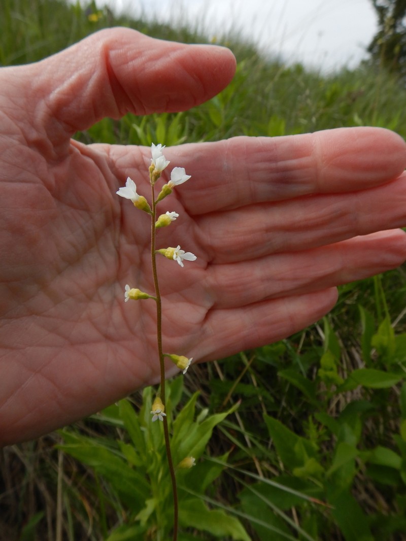 Williams' Miterwort photo 2