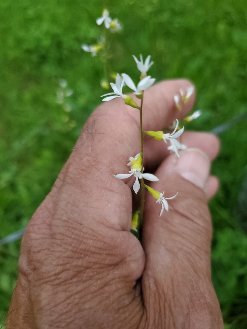 Williams' Miterwort photo 3