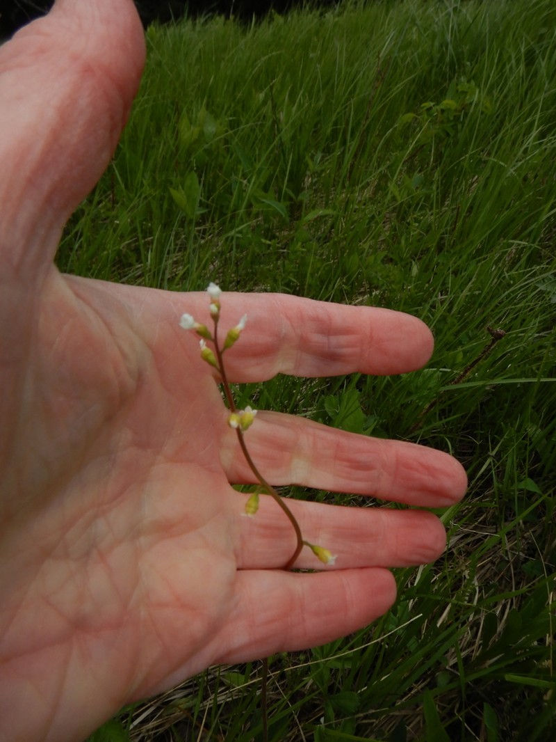 Williams' Miterwort photo 4