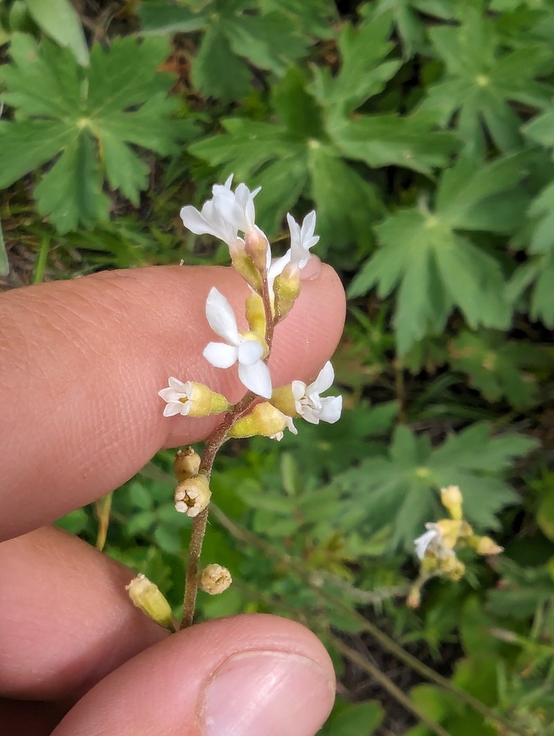 Williams' Miterwort photo 5