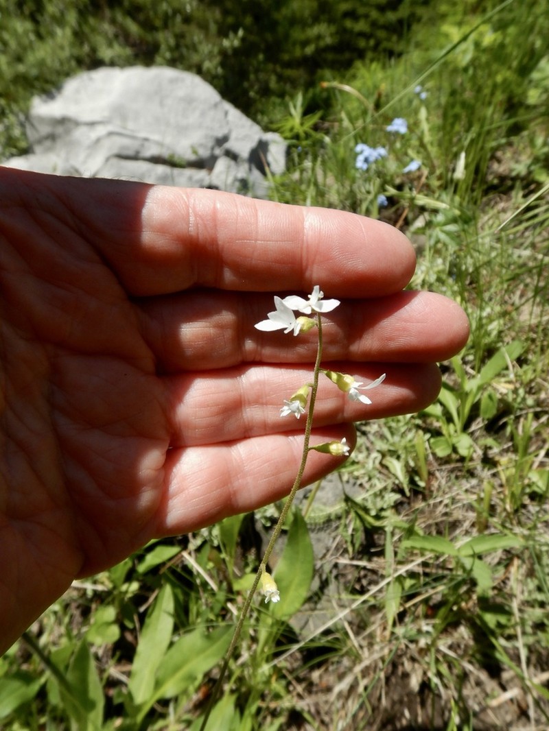 Williams' Miterwort photo 6