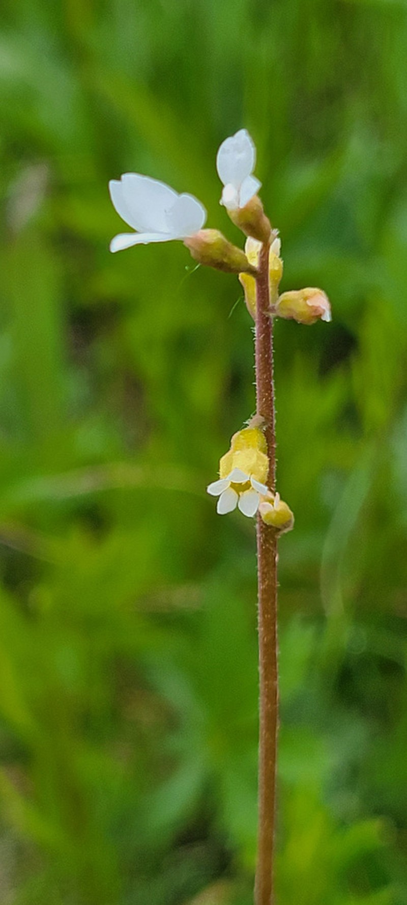 Williams' Miterwort photo 7