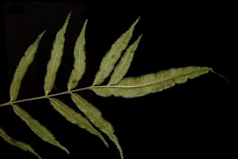 Coniogramme affinis
