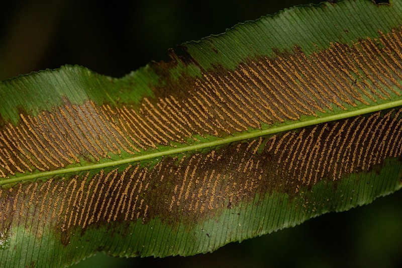 Coniogramme africana
