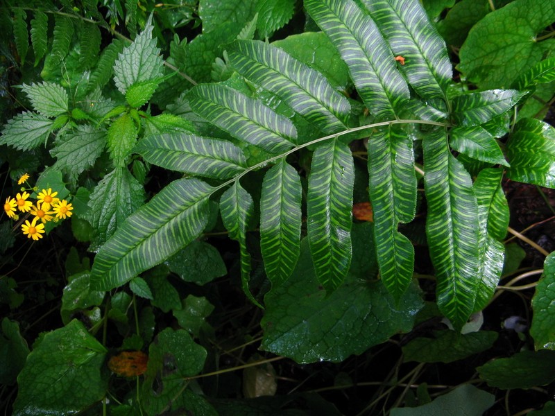 Coniogramme emeiensis