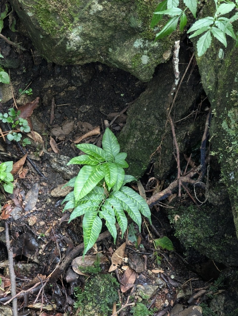 Coniogramme emeiensis photo 2