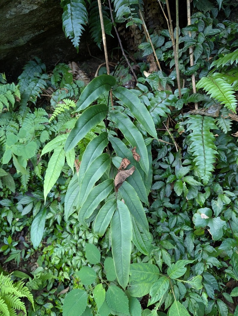 Coniogramme emeiensis photo 3