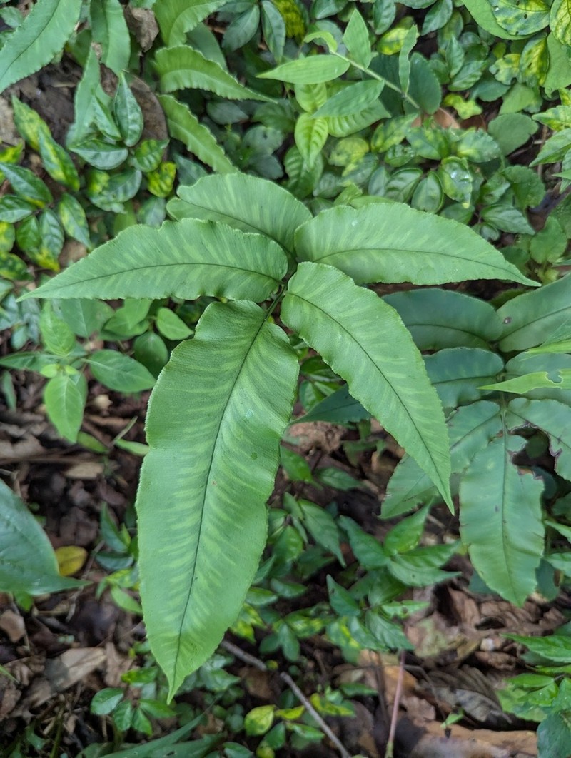 Coniogramme emeiensis photo 4