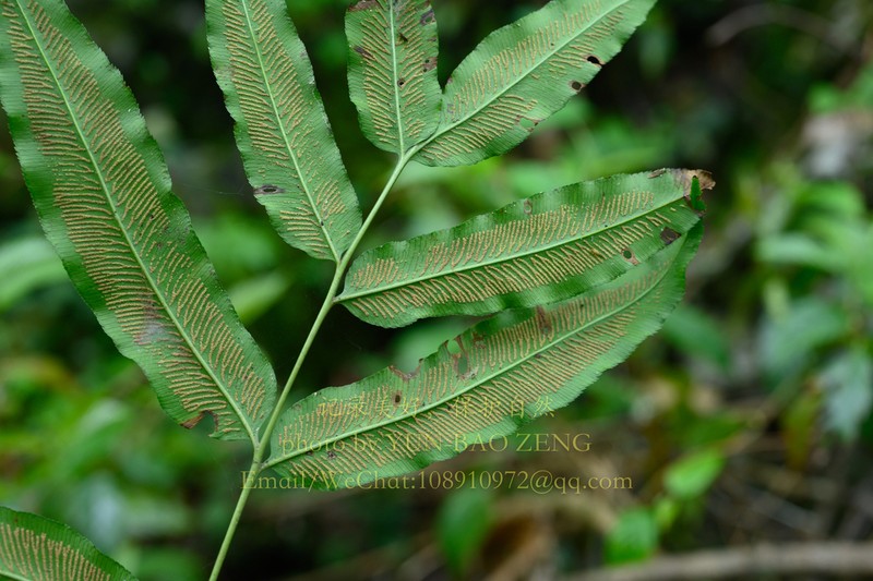 Coniogramme emeiensis photo 5