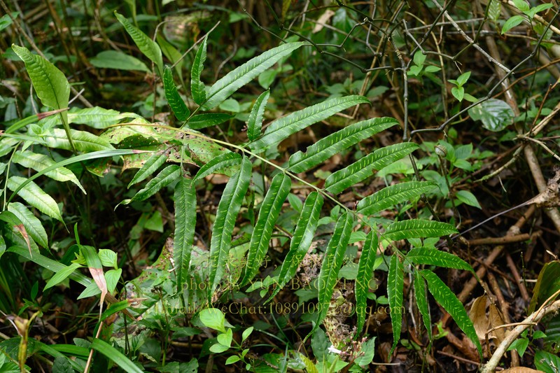 Coniogramme emeiensis photo 6