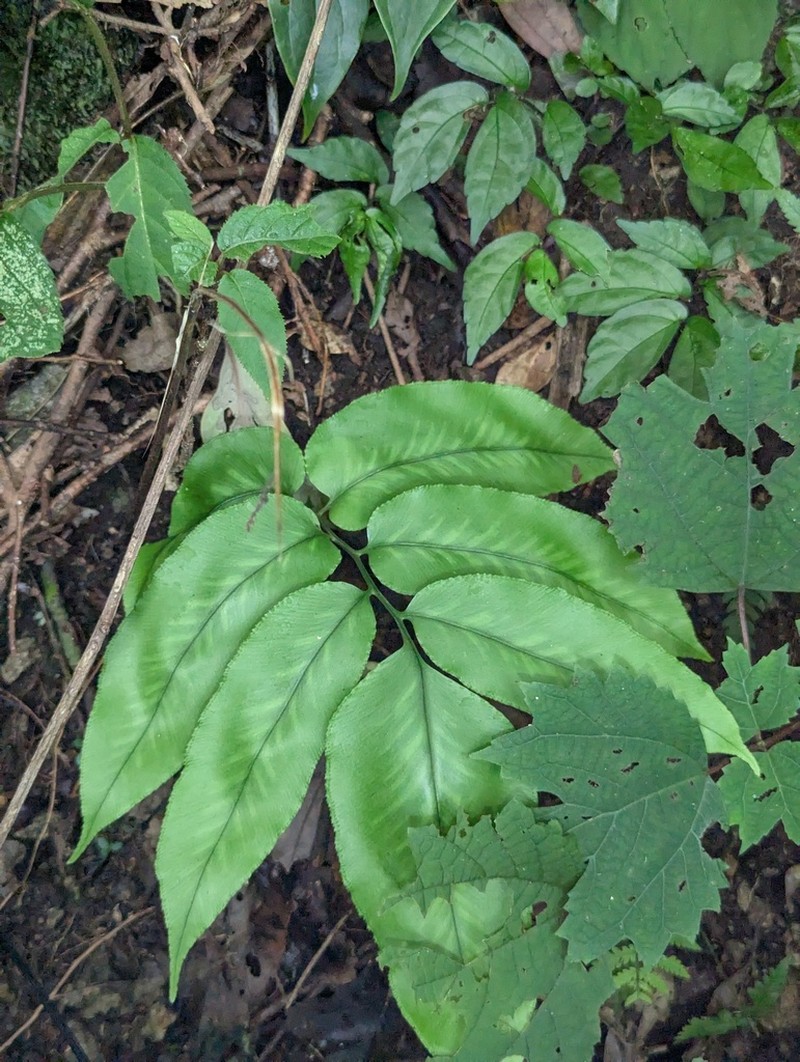 Coniogramme emeiensis photo 7
