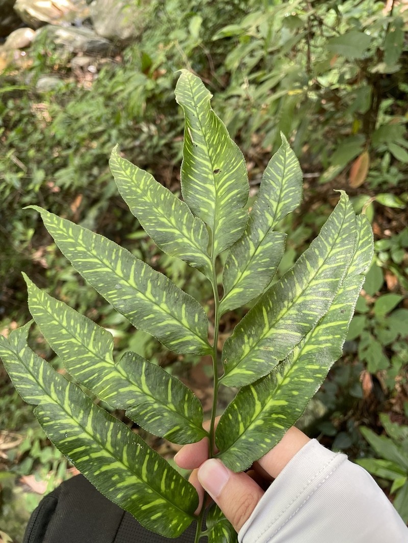Coniogramme emeiensis photo 8