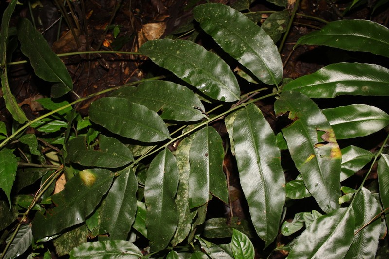 Coniogramme fraxinea