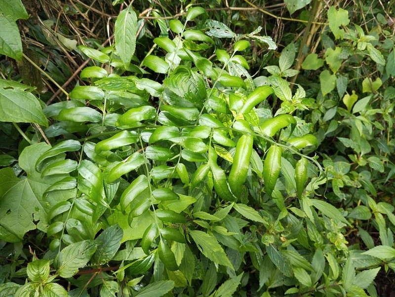 Coniogramme fraxinea photo 2