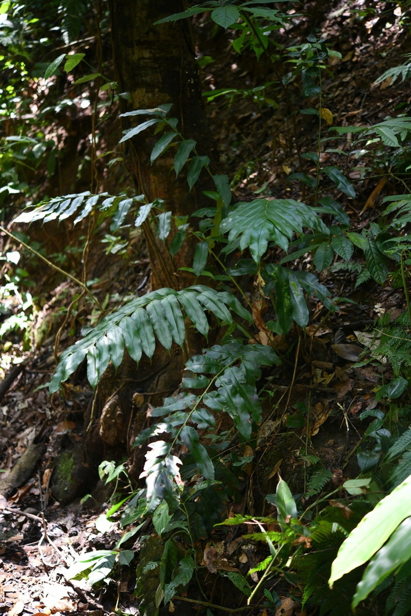 Coniogramme fraxinea photo 3