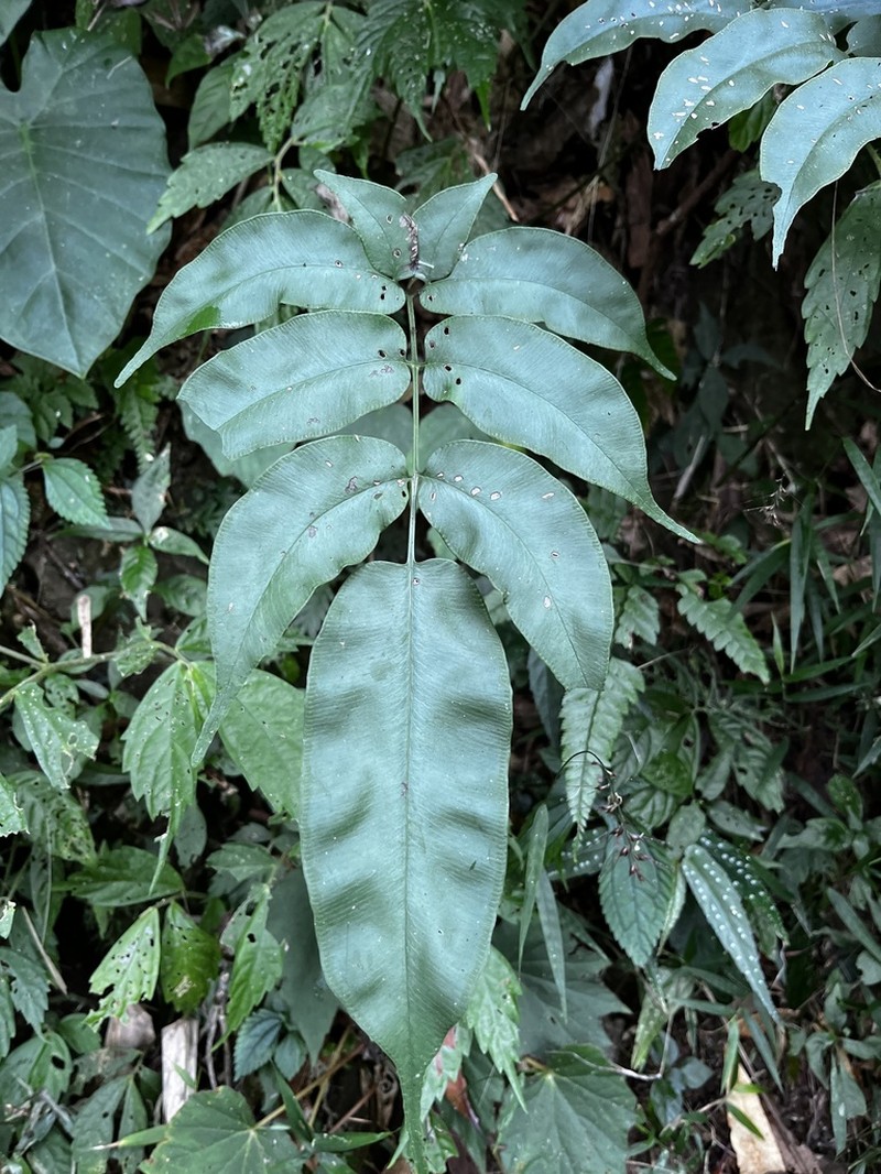 Coniogramme fraxinea photo 4