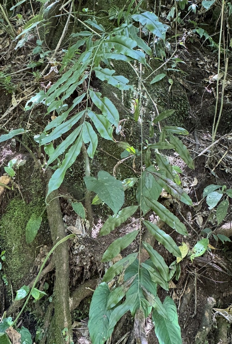 Coniogramme fraxinea photo 5