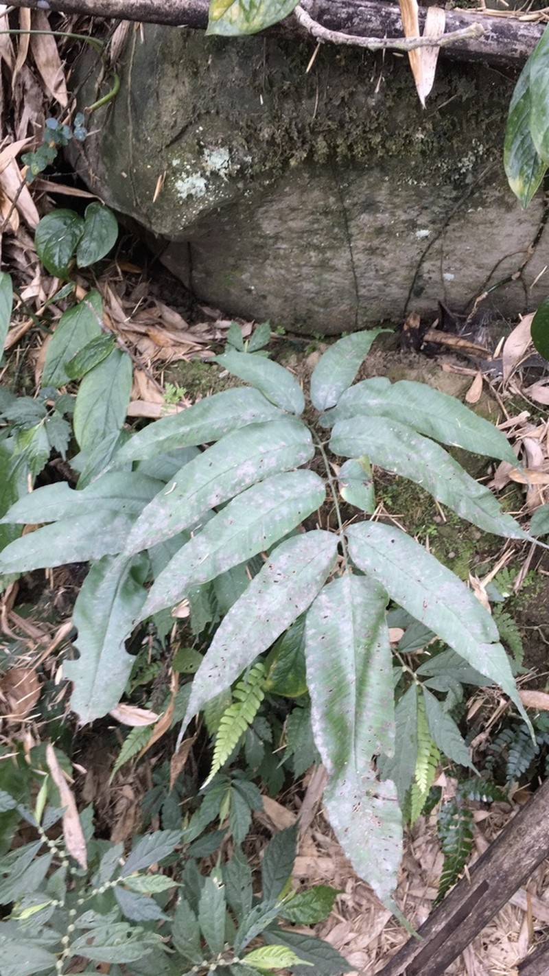 Coniogramme fraxinea photo 6
