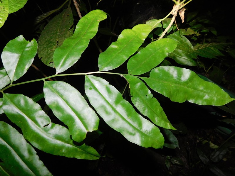 Coniogramme fraxinea photo 7