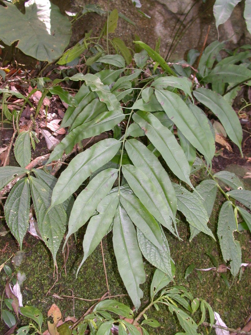 Coniogramme fraxinea photo 8