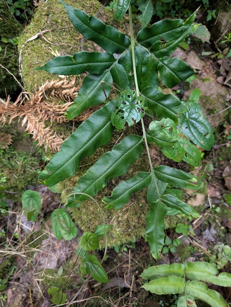 Coniogramme intermedia