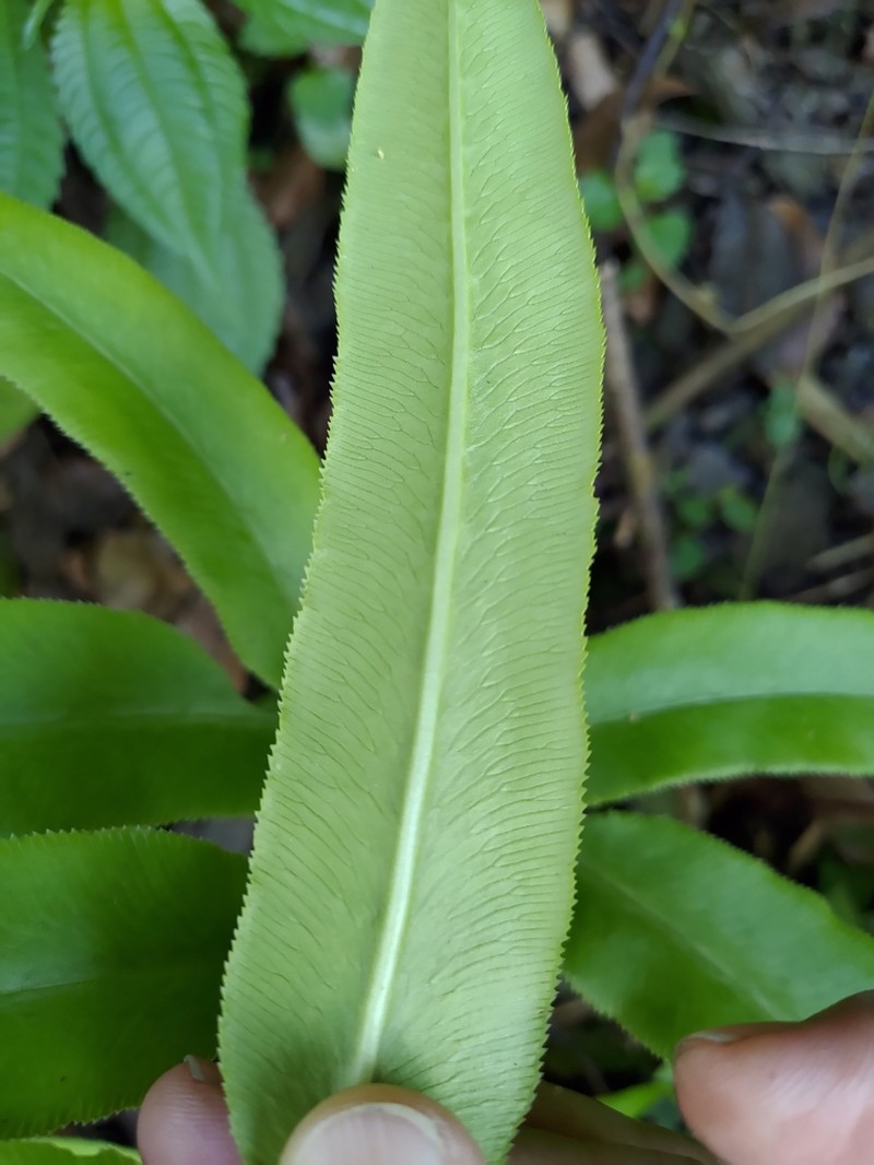Coniogramme intermedia photo 4