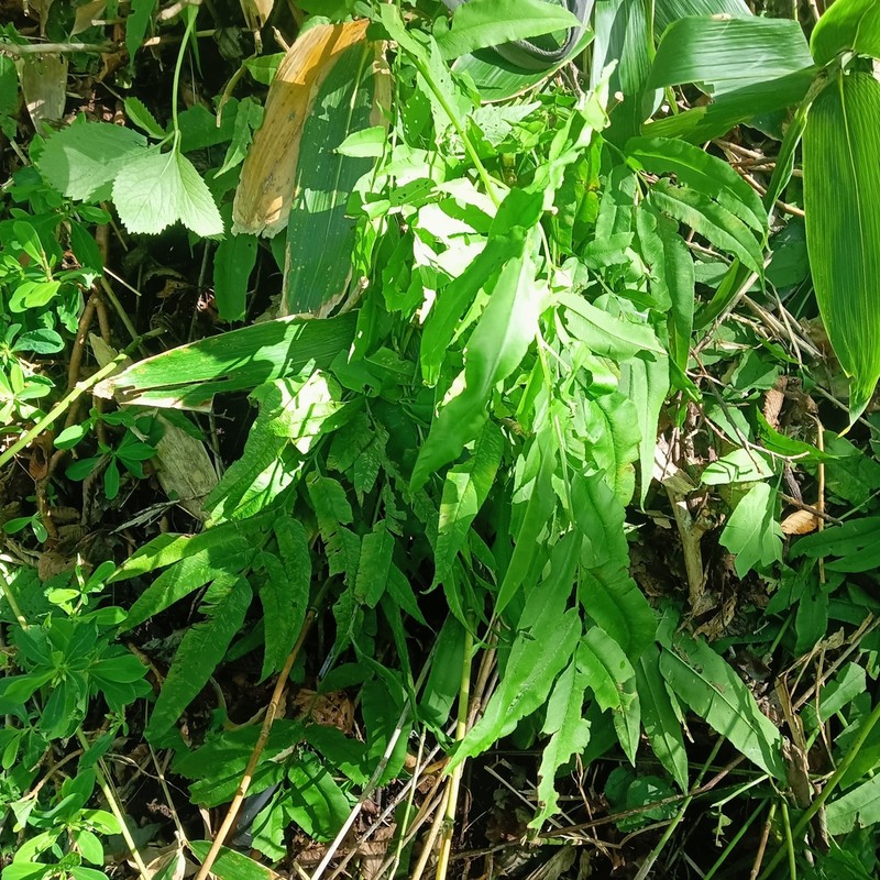 Coniogramme intermedia photo 8