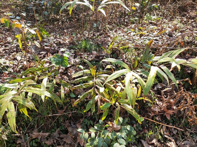 Coniogramme japonica