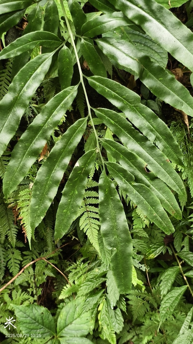 Coniogramme japonica photo 2