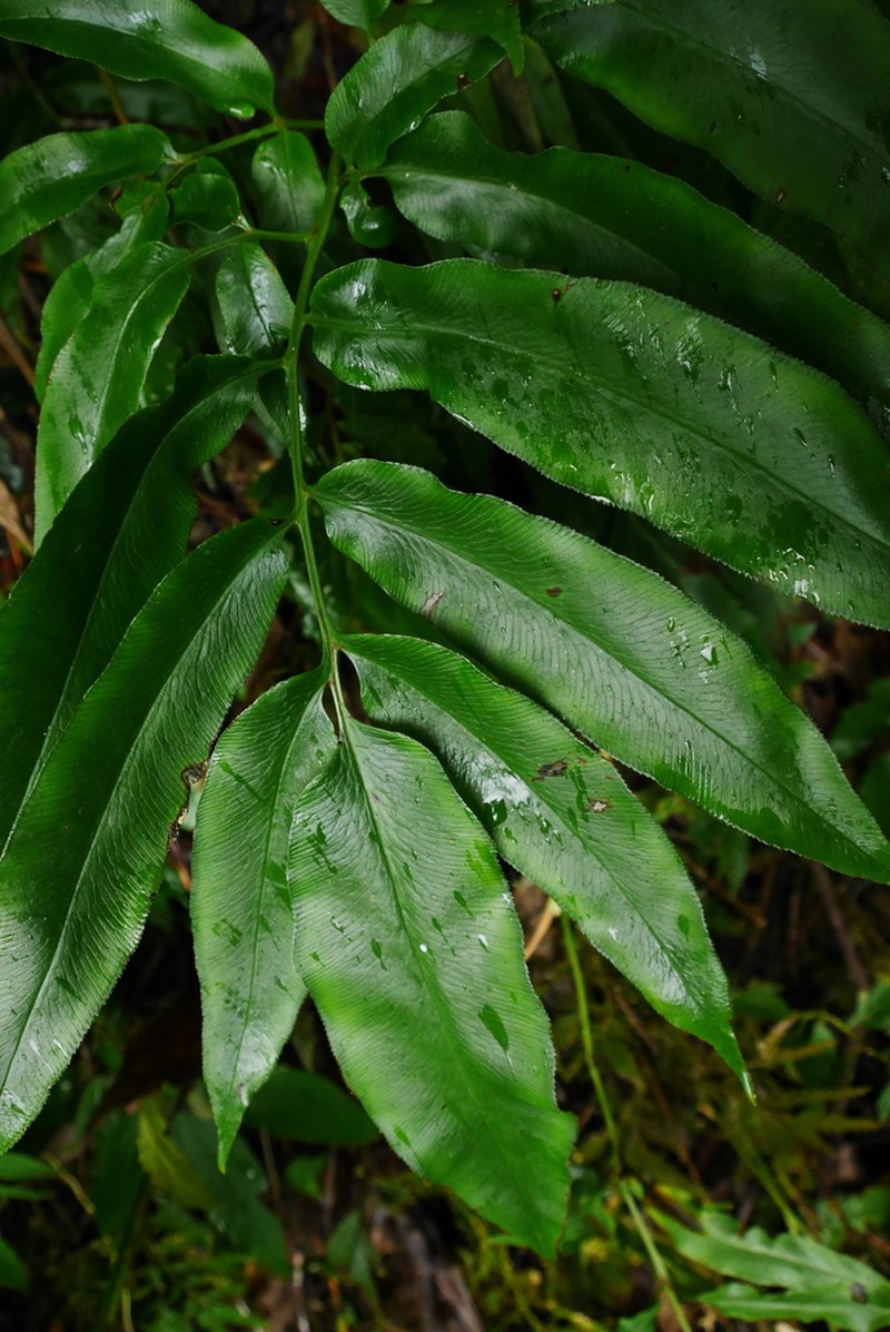 Coniogramme japonica photo 3