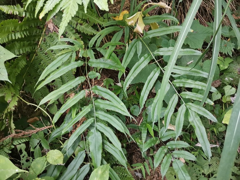 Coniogramme japonica photo 4