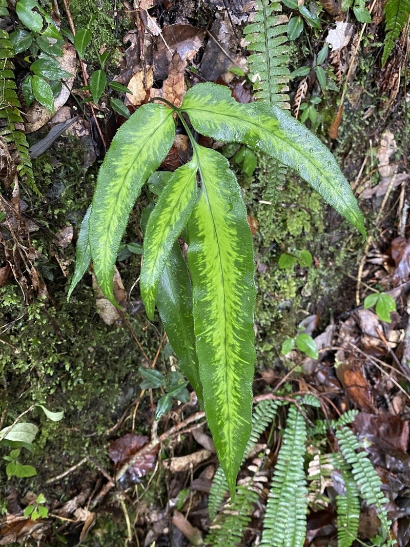 Coniogramme japonica photo 5