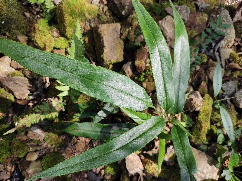 Coniogramme japonica photo 6