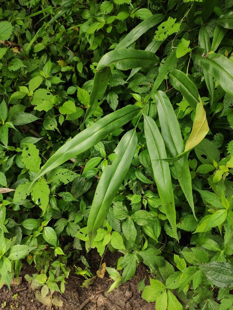 Coniogramme japonica photo 7