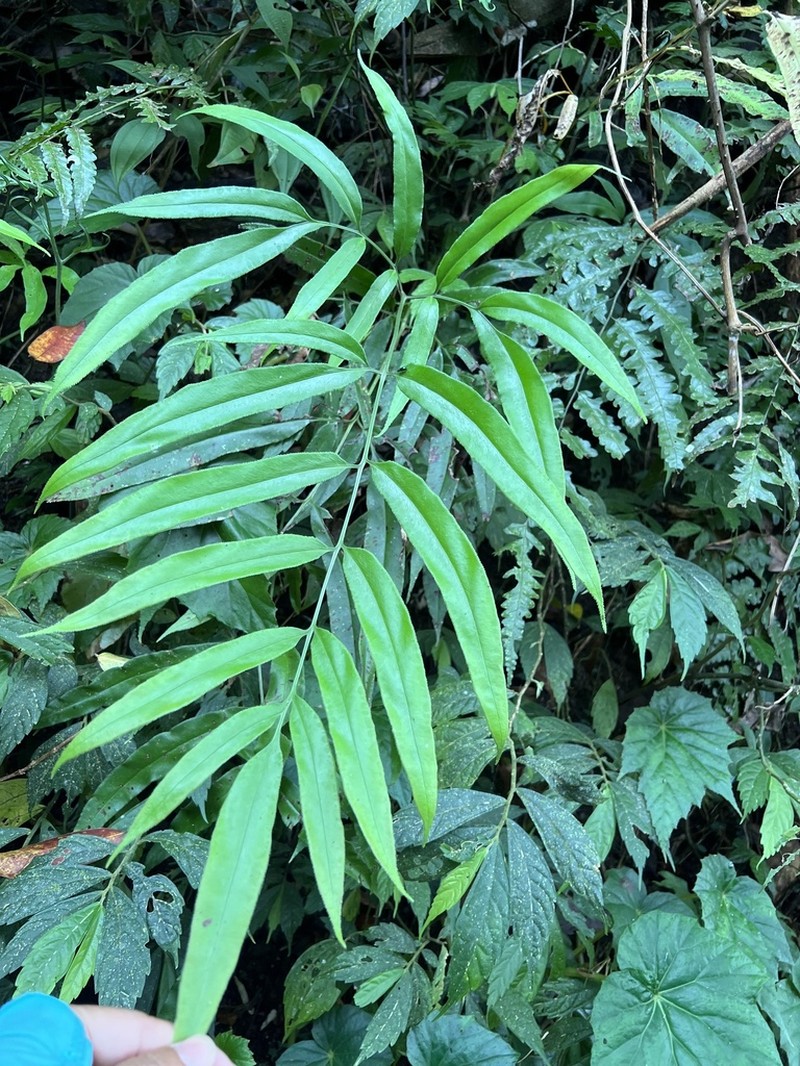 Coniogramme japonica photo 8