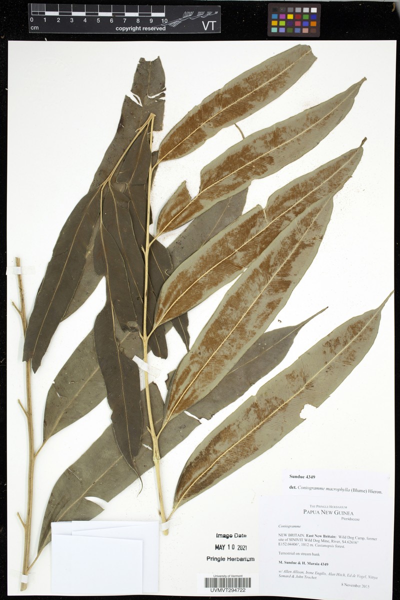 Coniogramme macrophylla