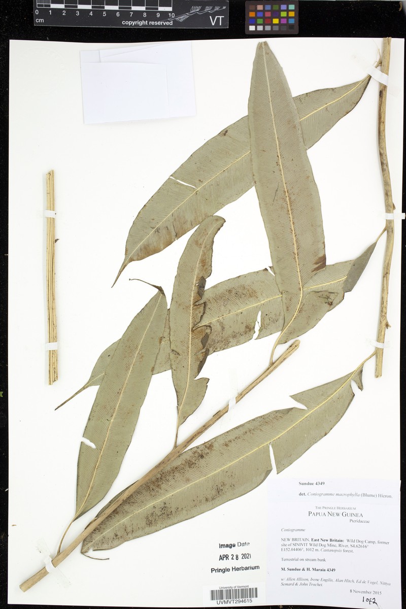 Coniogramme macrophylla photo 2