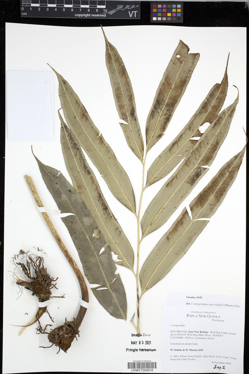 Coniogramme macrophylla photo 3