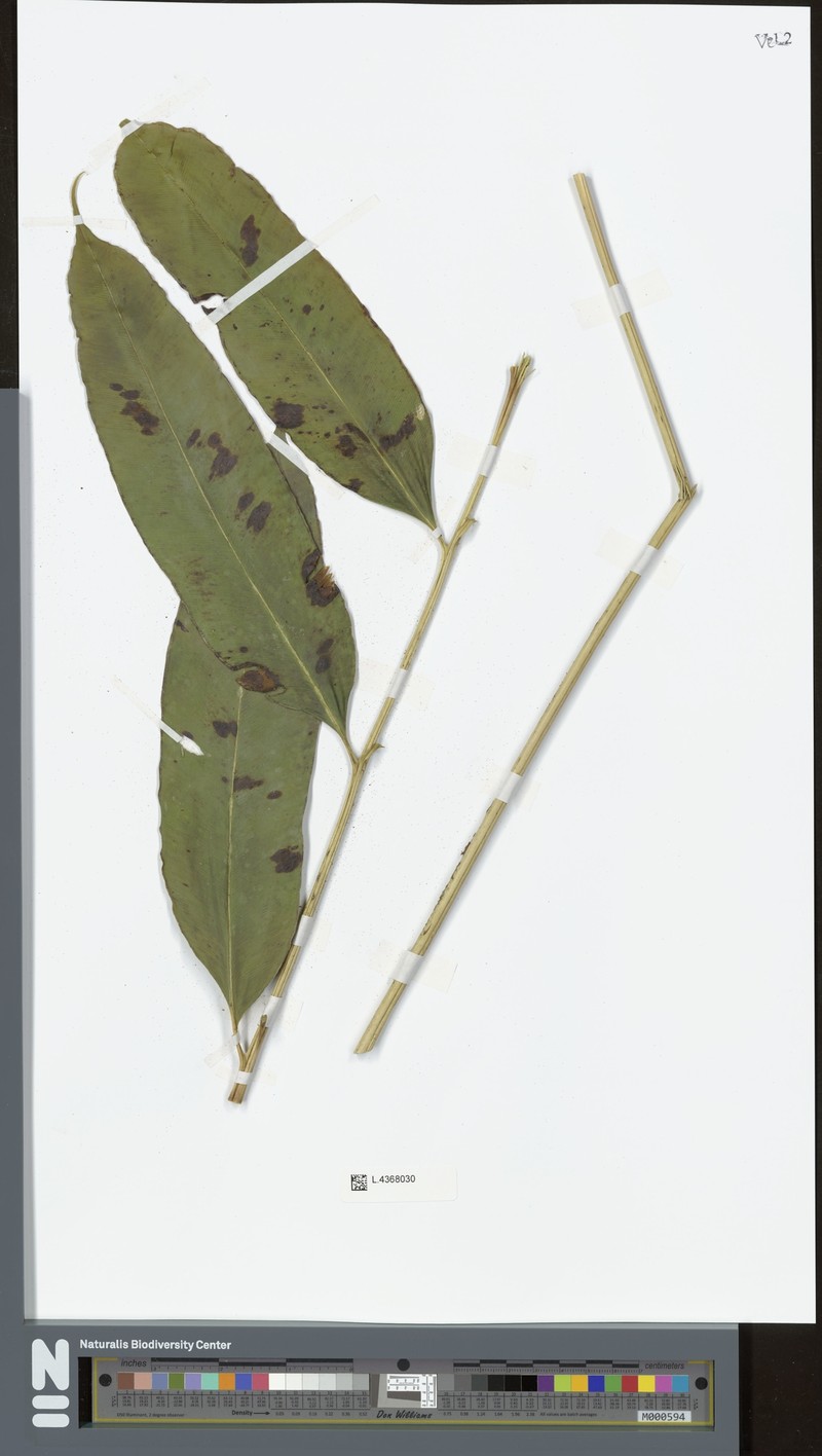 Coniogramme macrophylla photo 4
