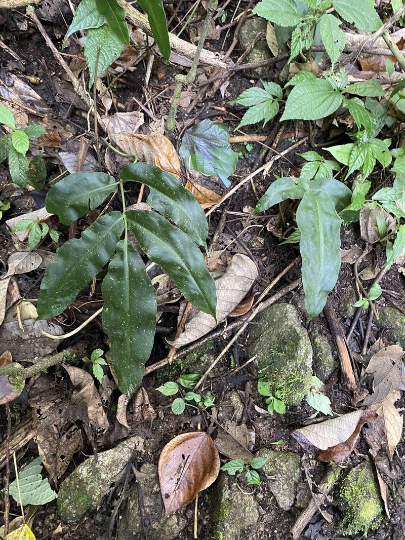 Coniogramme petelotii