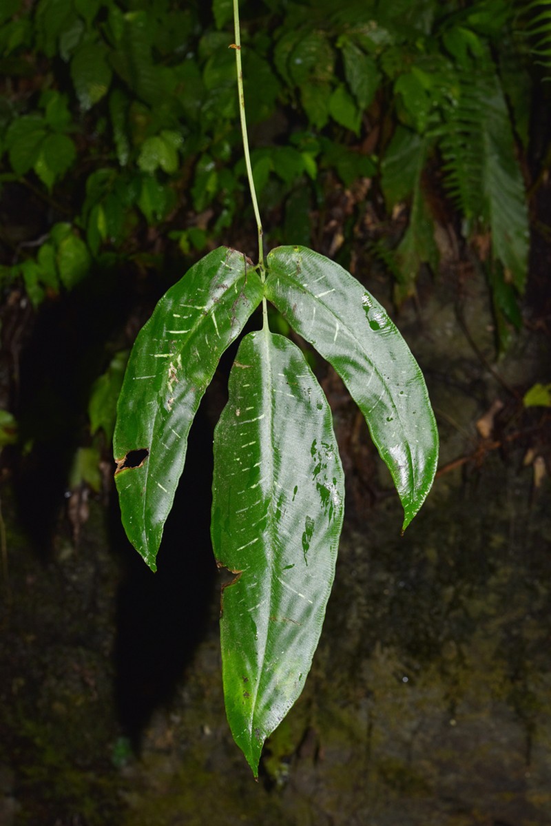 Coniogramme petelotii photo 2