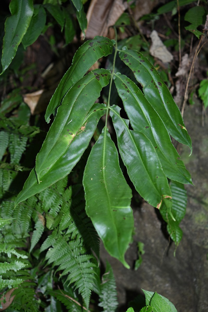 Coniogramme petelotii photo 3