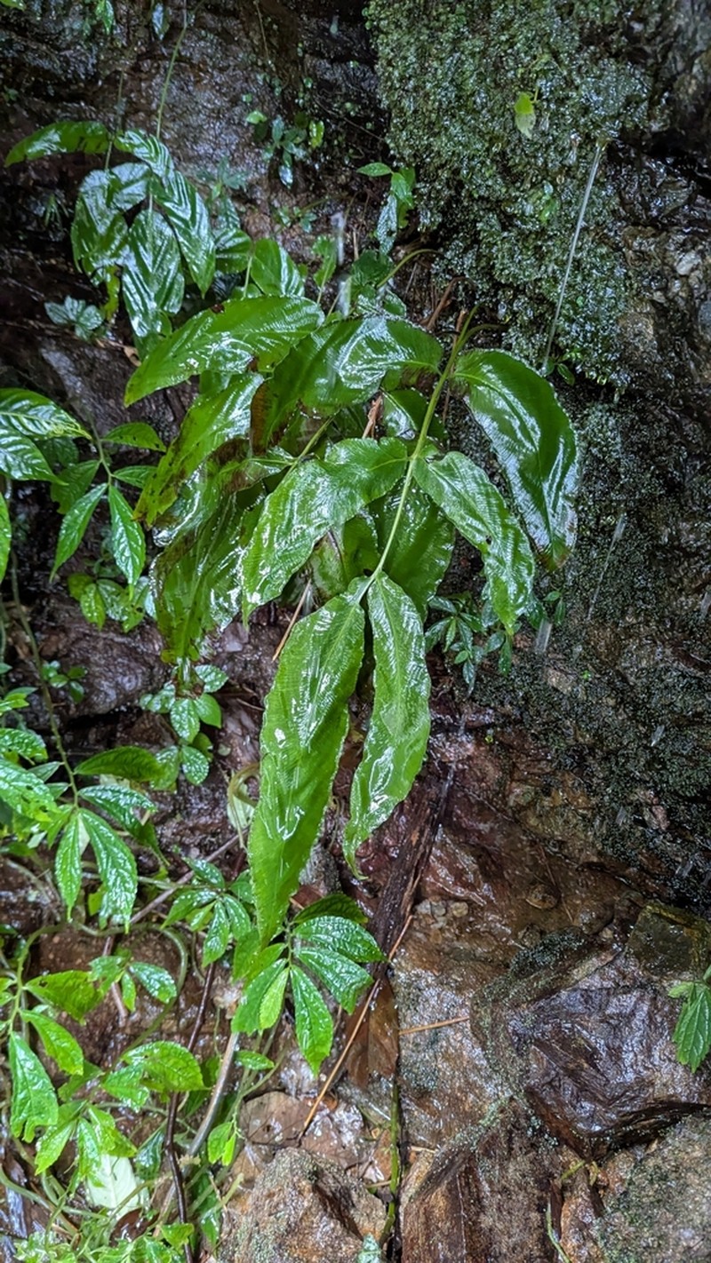 Coniogramme petelotii photo 4