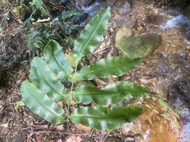 Coniogramme petelotii photo 5