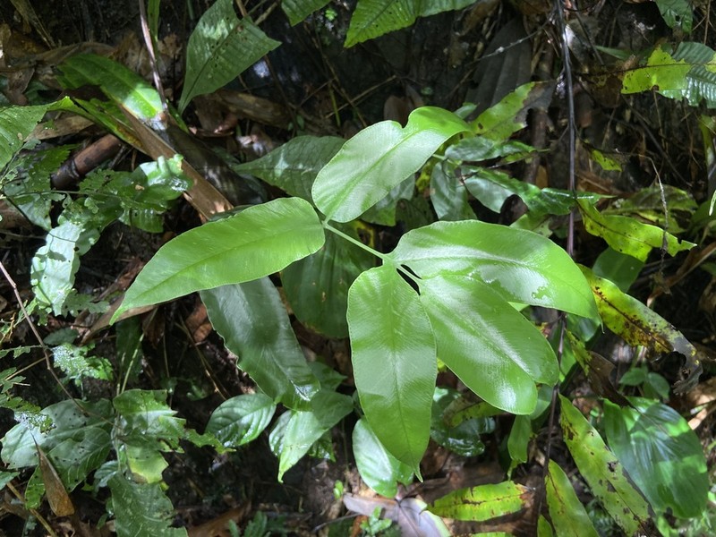Coniogramme petelotii photo 6
