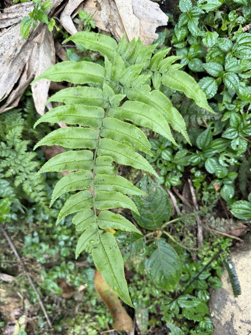 Coniogramme procera