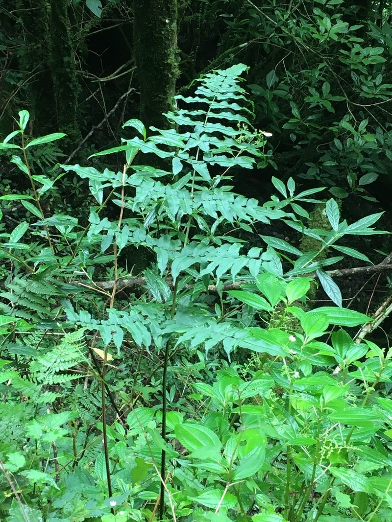 Coniogramme procera photo 2