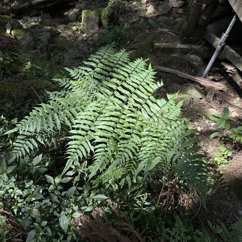 Coniogramme procera photo 3