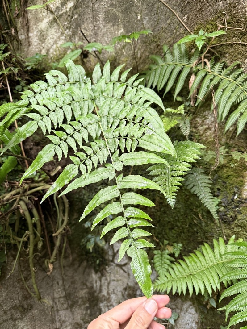 Coniogramme procera photo 4